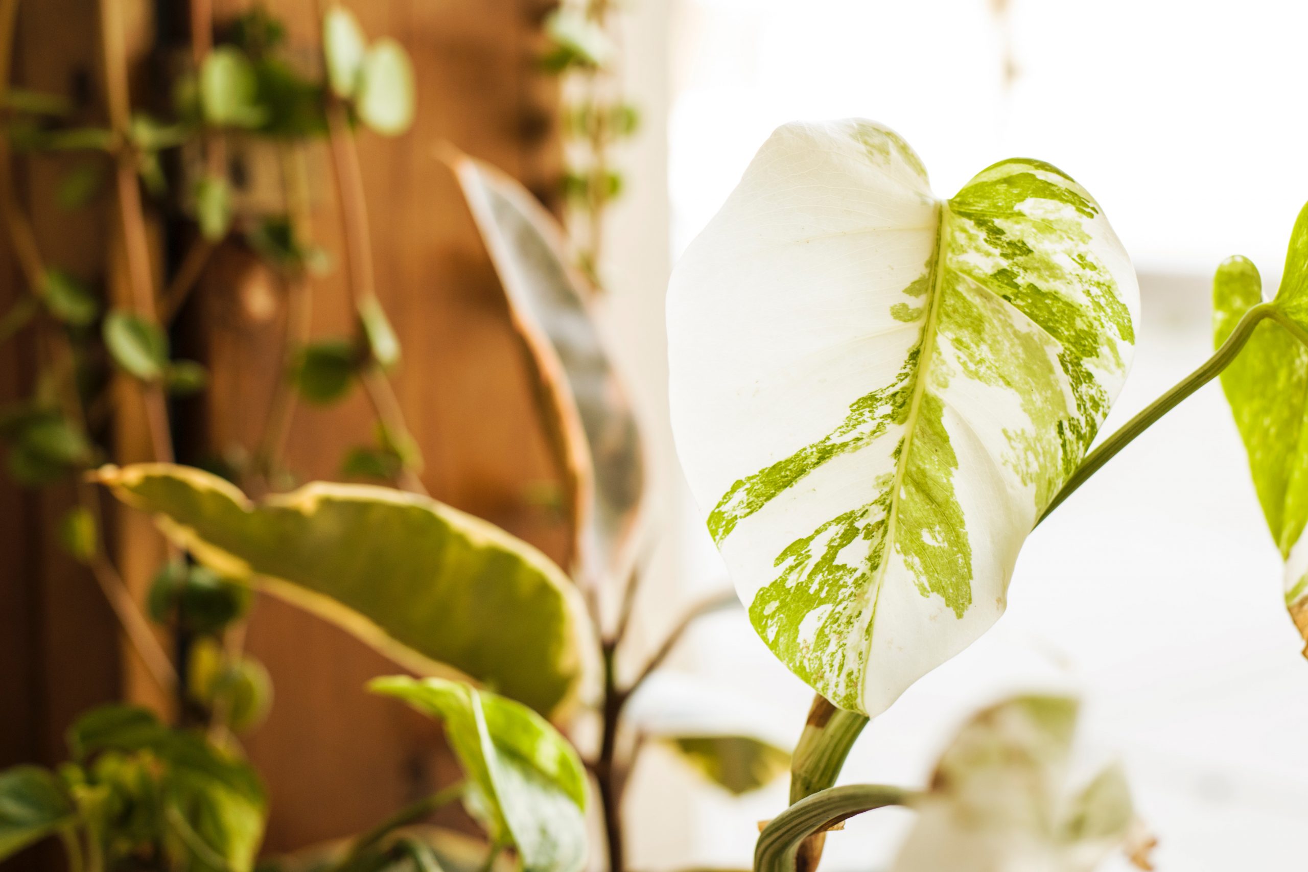 Plante